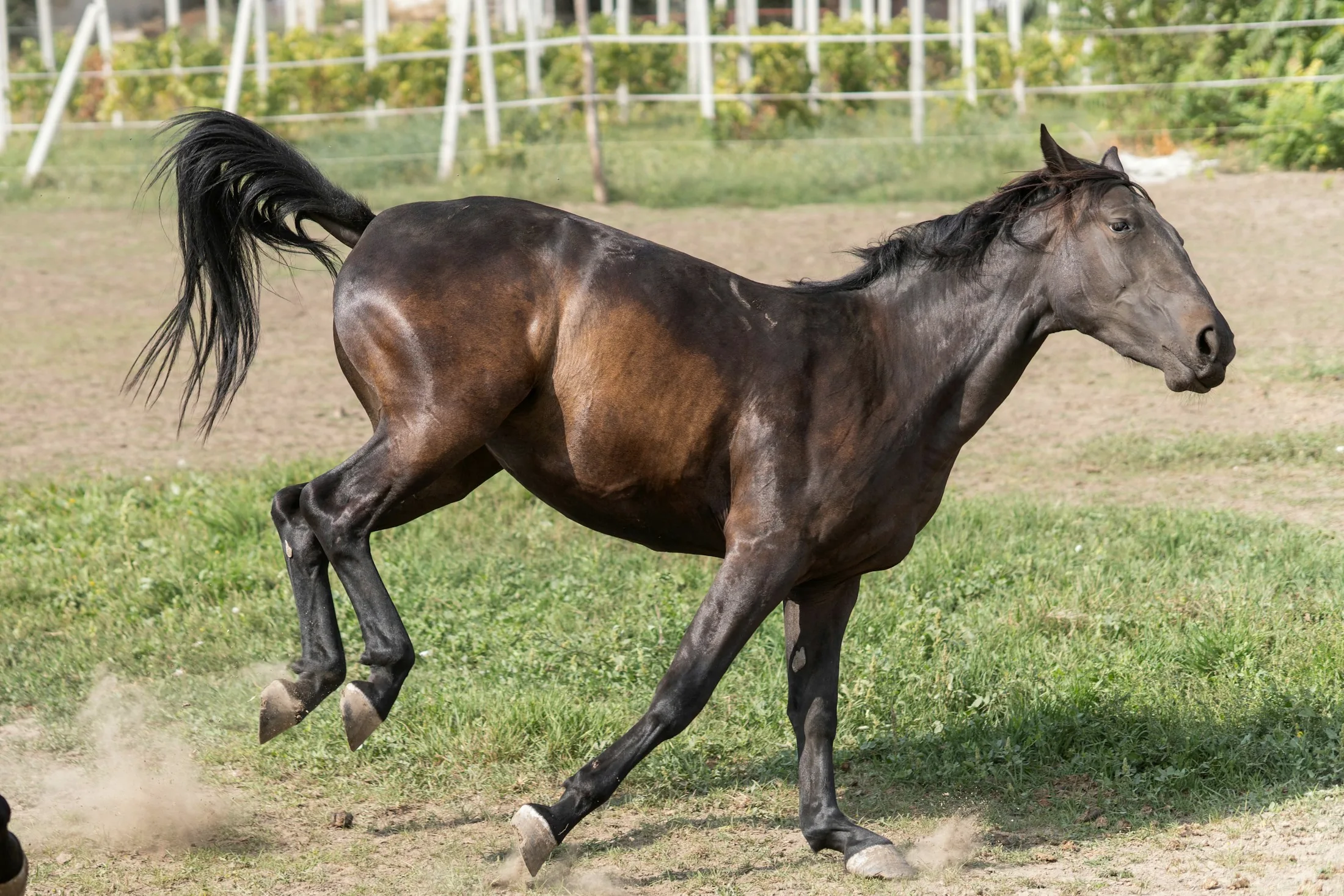 A horse galloping through an atmospheric landscape