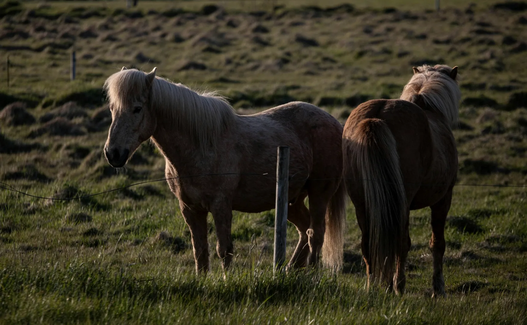 Horses together in their natural surroundings
