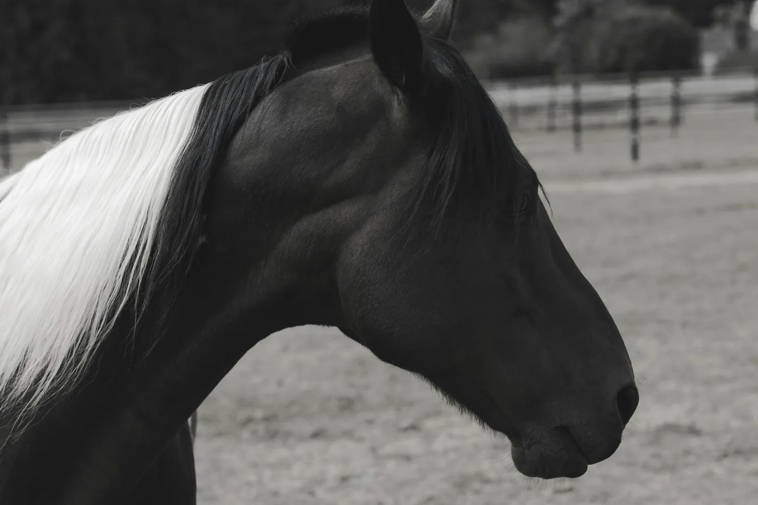 Close-up black horse portrait