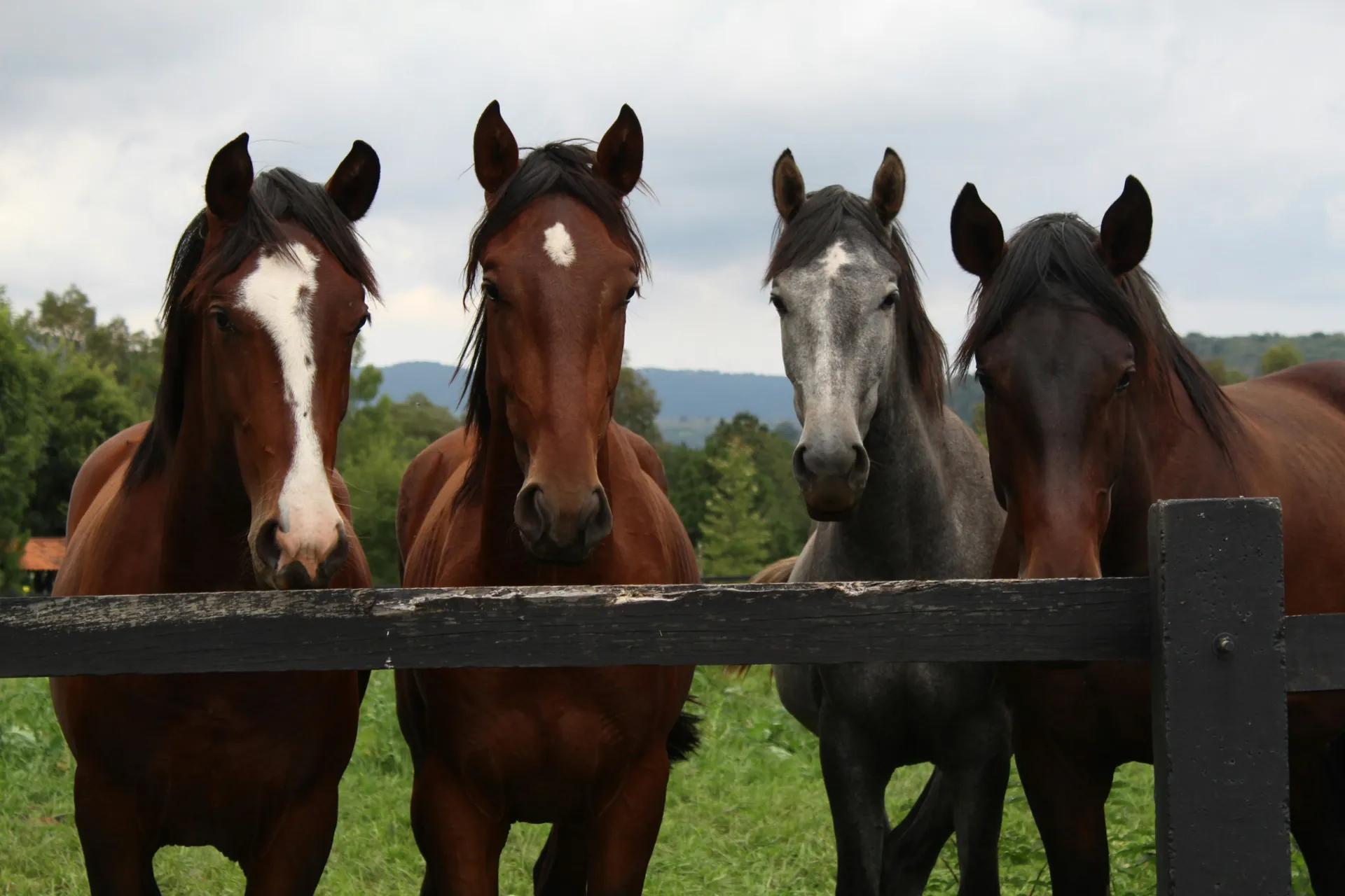 Four horses looking over a wooden fence in the countryside